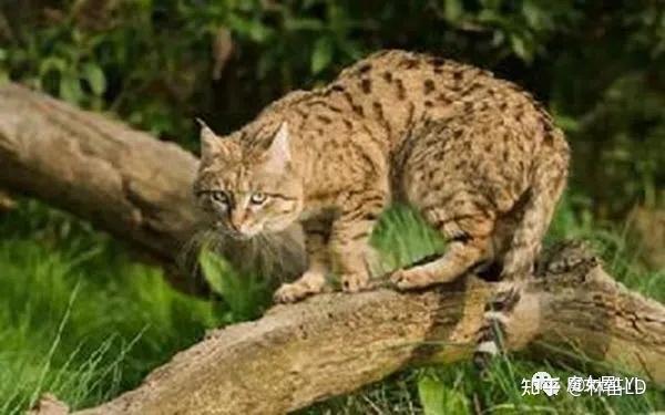 家猫是怎么来的？——我们从斑猫看起 - 知乎