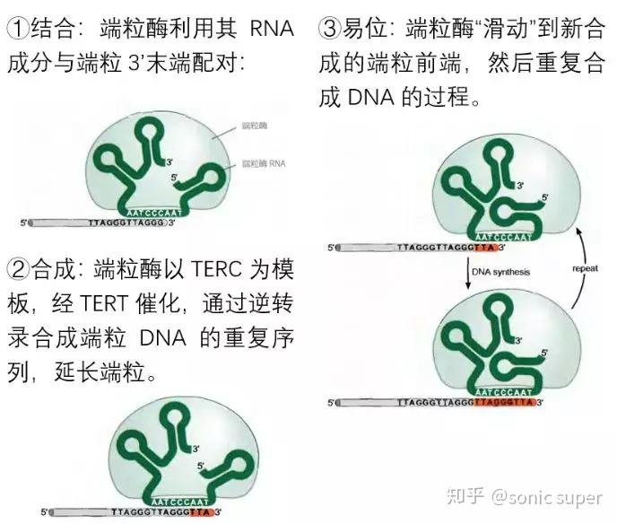 端粒与端粒酶1:如何让生命时钟维持平衡? - 知乎