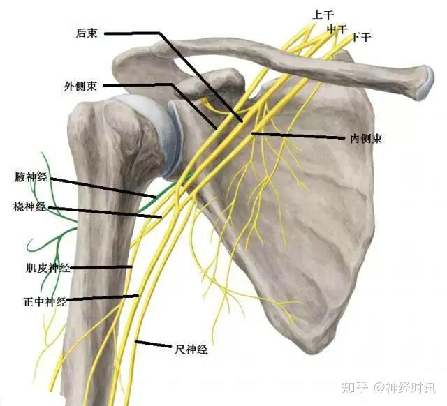 桡神经相关解剖和疾病解析 - 知乎