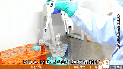 MDA-MB-468细胞培养,人乳腺癌细胞培养攻略 - 丰晖生物 - 知乎