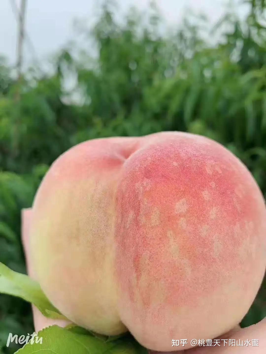食材 | 阳山水蜜桃：可以直接喝的水蜜桃，被华尔街日报赞为“世界最好吃的桃子”