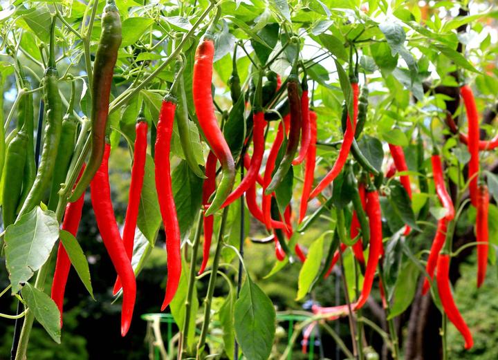 缅甸干辣椒及鲜辣椒深受泰国市场欢迎!