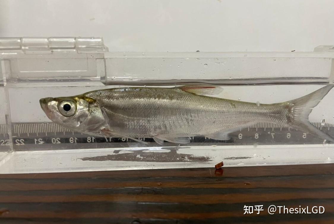 南京地区原生鱼虾等资源整理 - 知乎