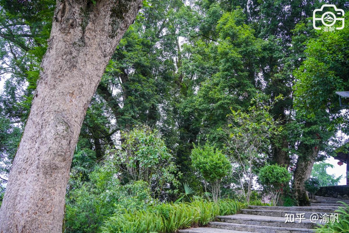 重庆发现世界最大的千年金丝楠木群，树王超1500年，你知道吗