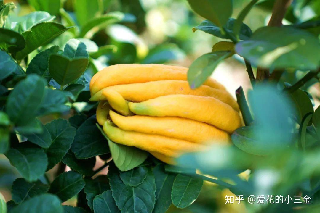 佛手:果香君子,只在有意无意间 - 知乎