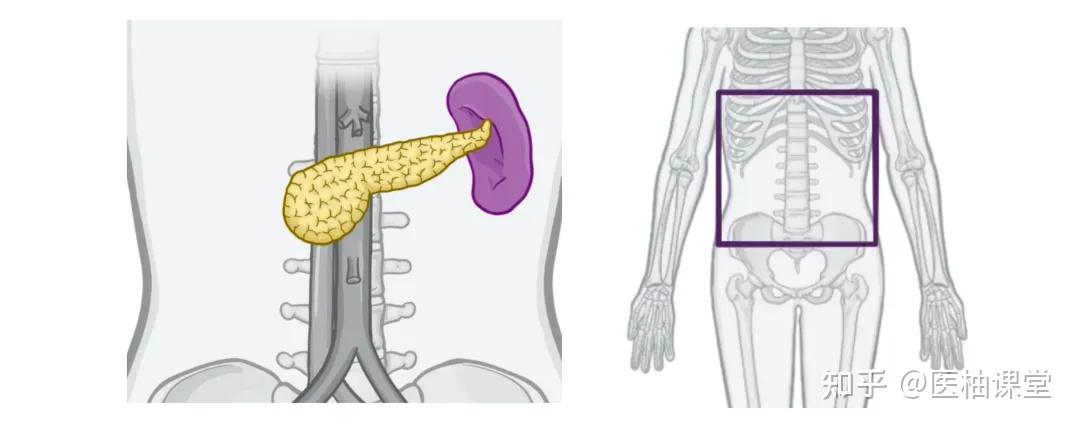 人体解剖学基础:脾脏和胰腺 - 知乎