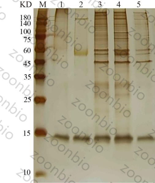 dnapulldown实验常见问题