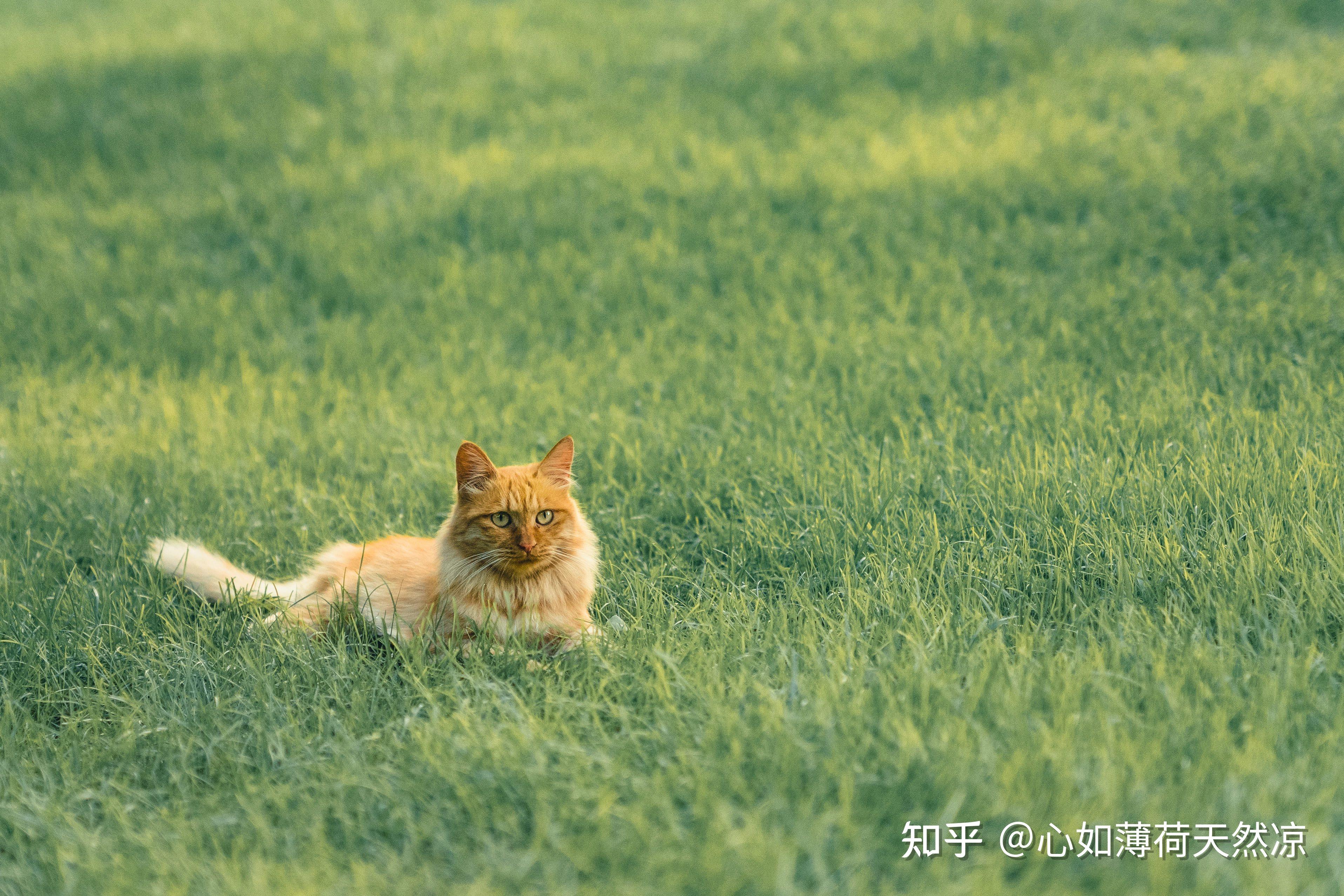 本人是大学生想考研因此想买个适合学生党的平板求推荐