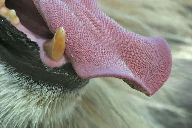 为什么猫的舌头有倒刺? - 知乎