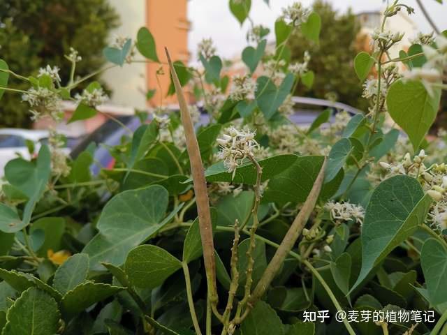 如果你有寻常疣或灰指甲，不要错过鹅绒藤这种植物，它能帮助你 - 知乎