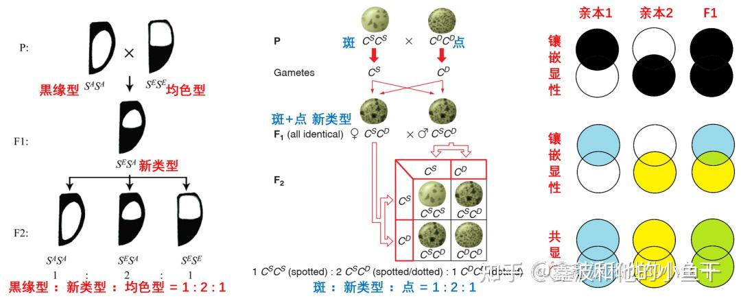 遗传学「镶嵌显性」 - 知乎
