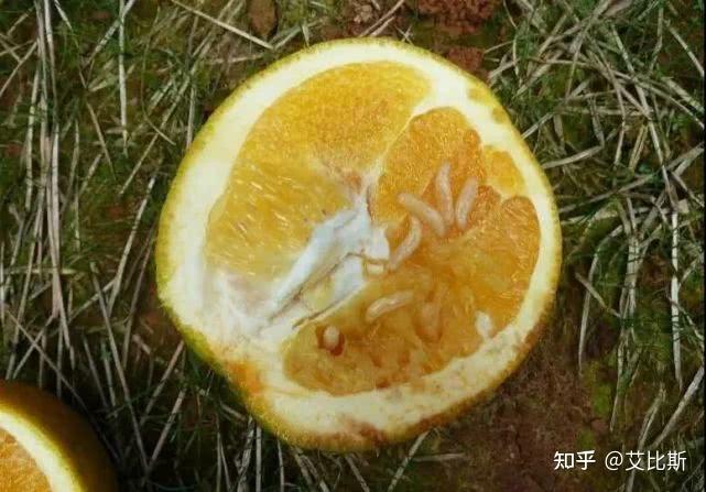 网传重庆女子吃橘子吃到活蛆,网友:水果里有果蝇很正常,很多人都碰到