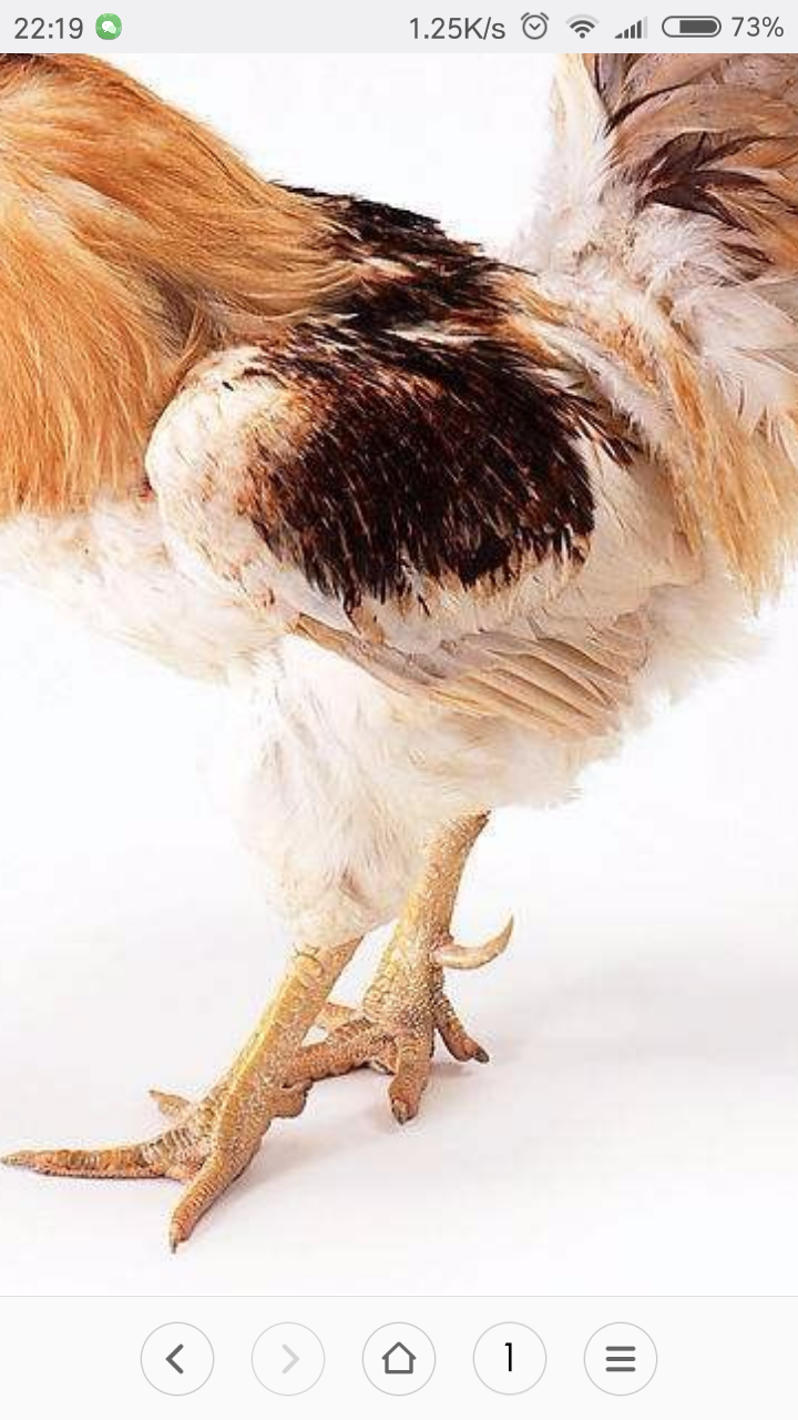 为什么普通的鸡有一个爪子上有四个指头而乌鸡却有五个指头呢