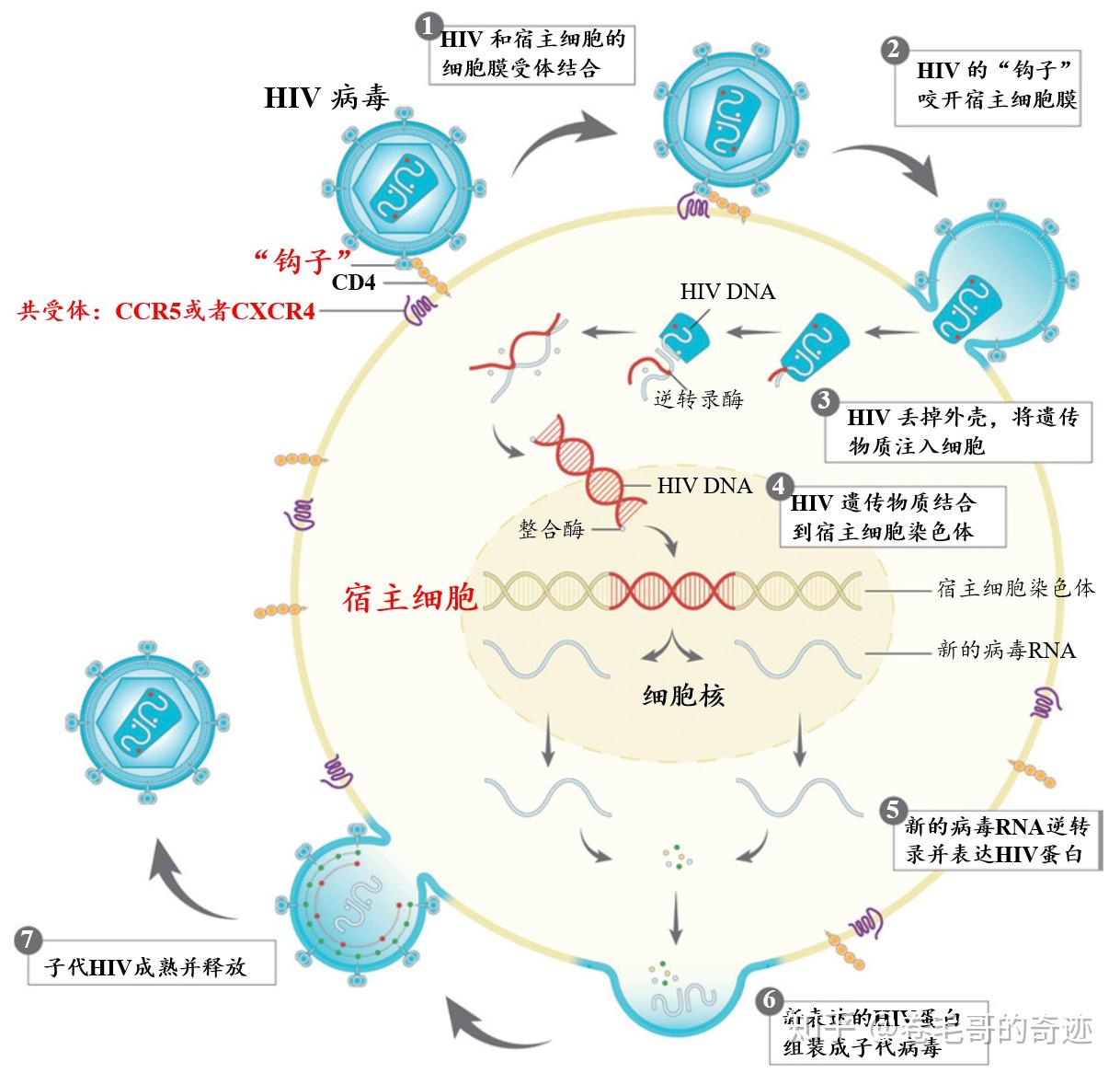 hiv是通过什么途径进入t淋巴细胞的? - 知乎