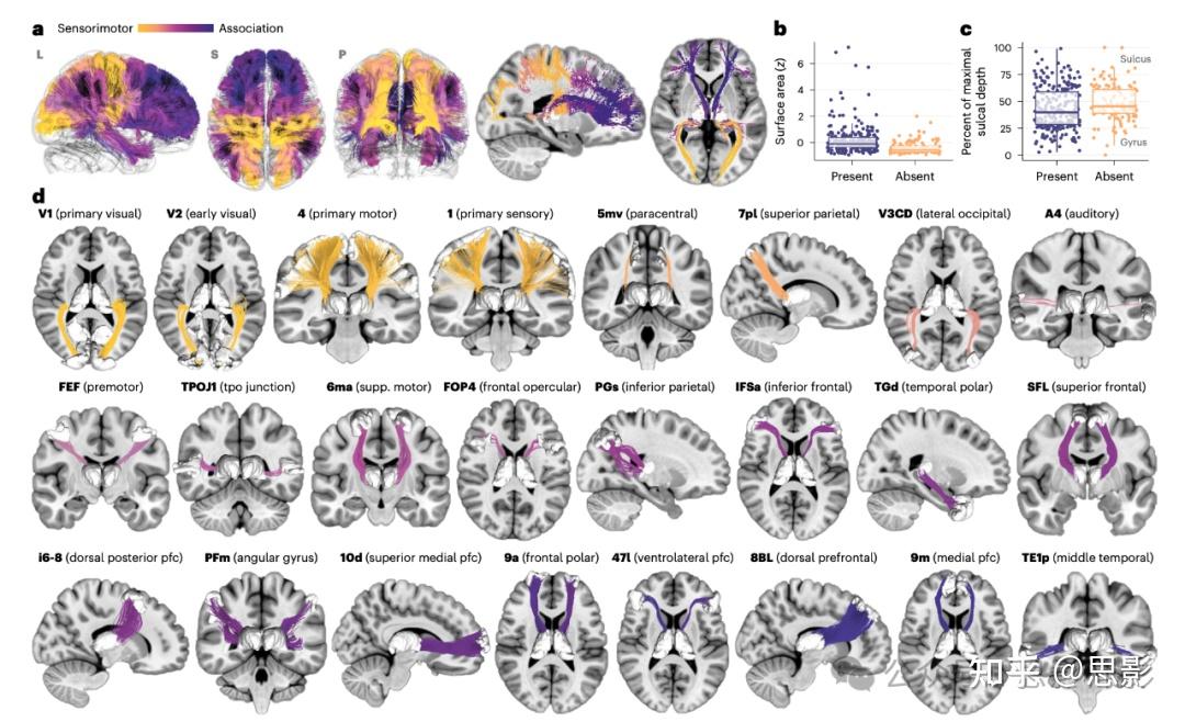 Nature Neuroscience:人类丘脑-皮层的结构连接沿着皮层可塑性的层级轴发展(含代码) - 知乎
