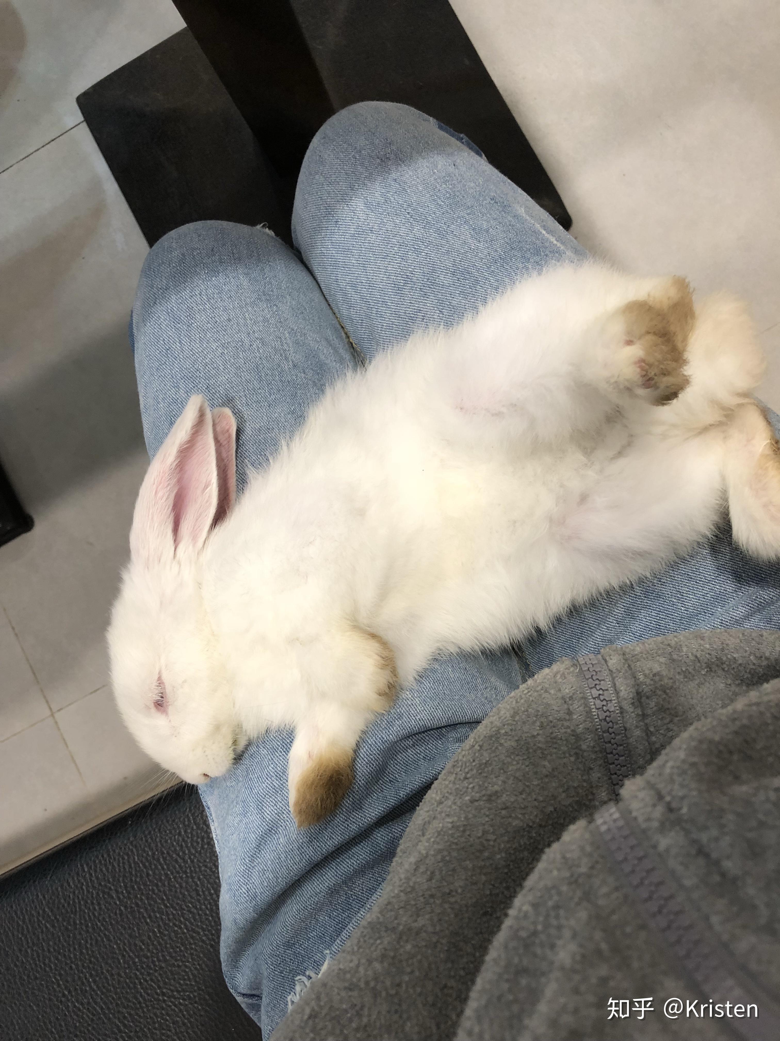 我的兔子死了,想起来就很难过,无法接受他离开的事实.