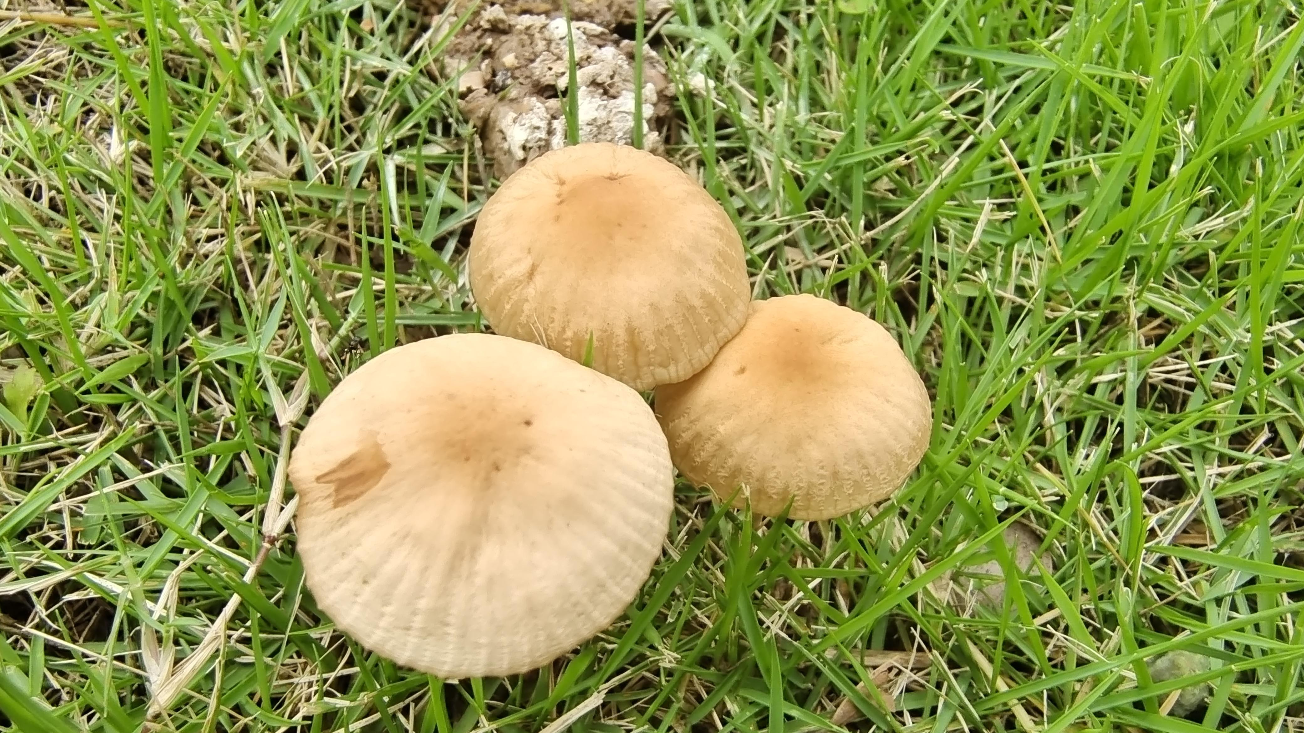 这是什么蘑菇门口树下看到的