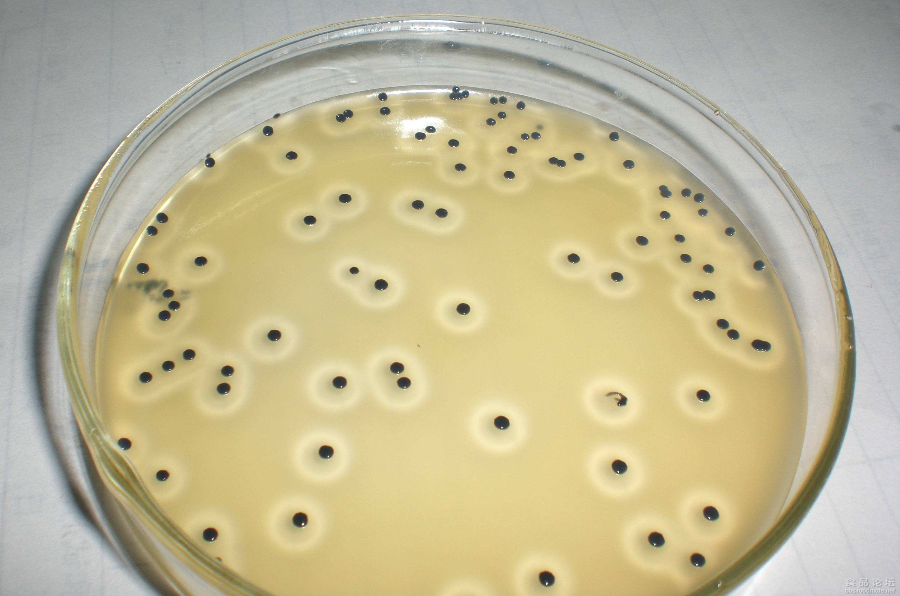 金黄色葡萄球菌微生物菌落形态特征 - 知乎