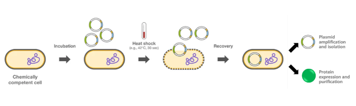 DH5α感受态细胞 - 知乎