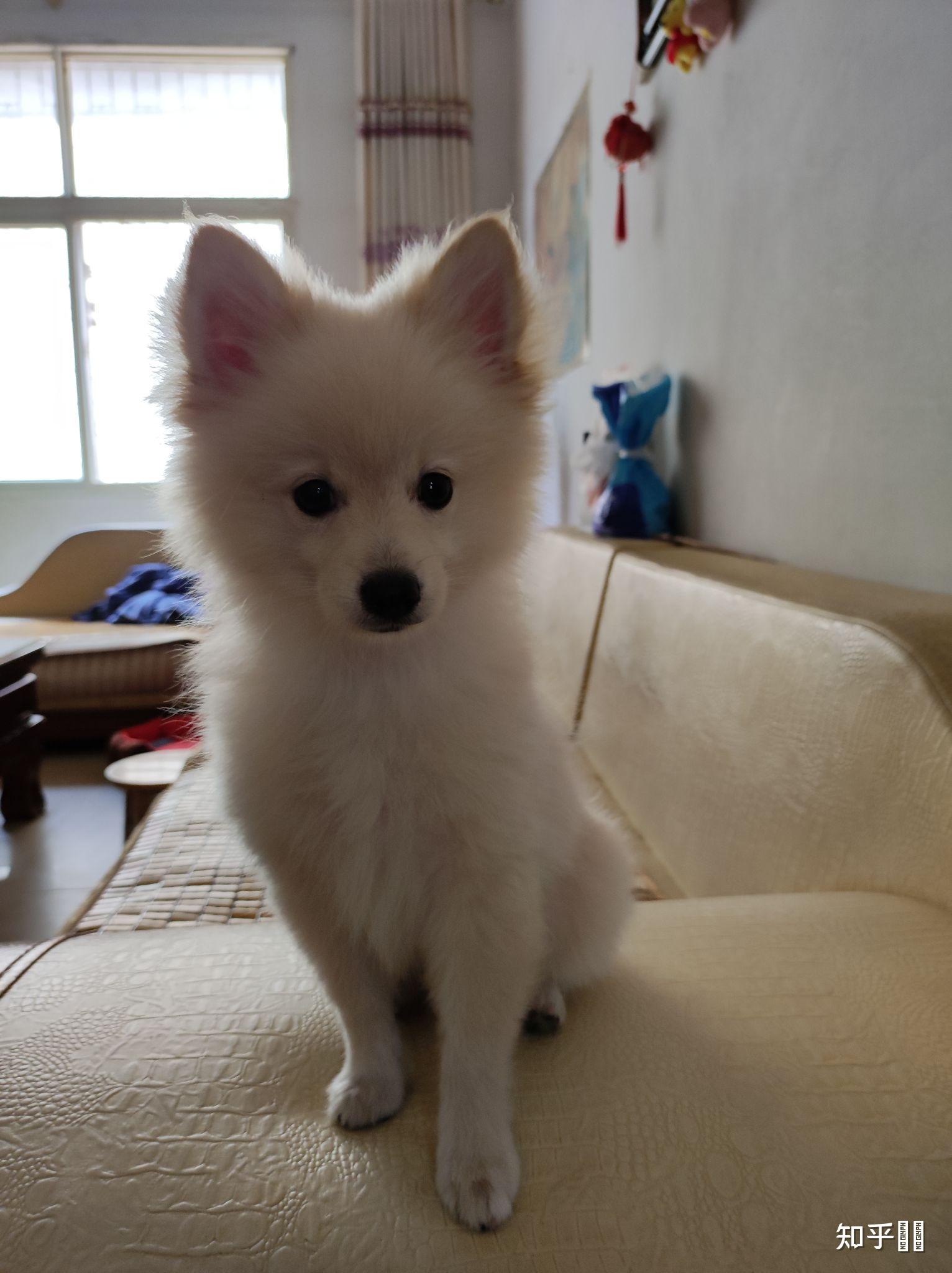 有沒有大神可以給出比較標準的銀狐犬,博美犬,和他倆串的,三者的圖片