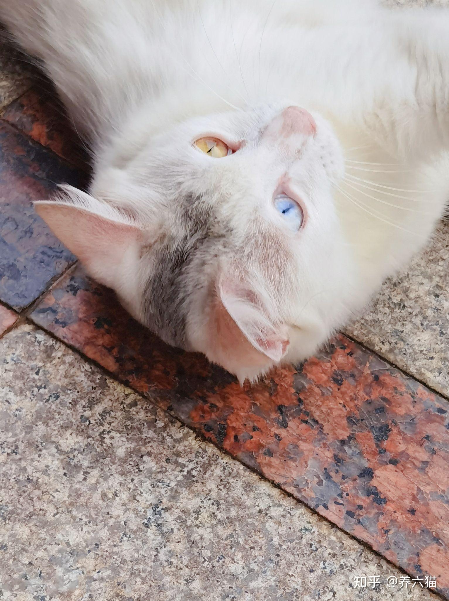 是否支持用异烟肼或扑尔敏,木糖醇毒狗这事上,是否反应了阶级的不同?