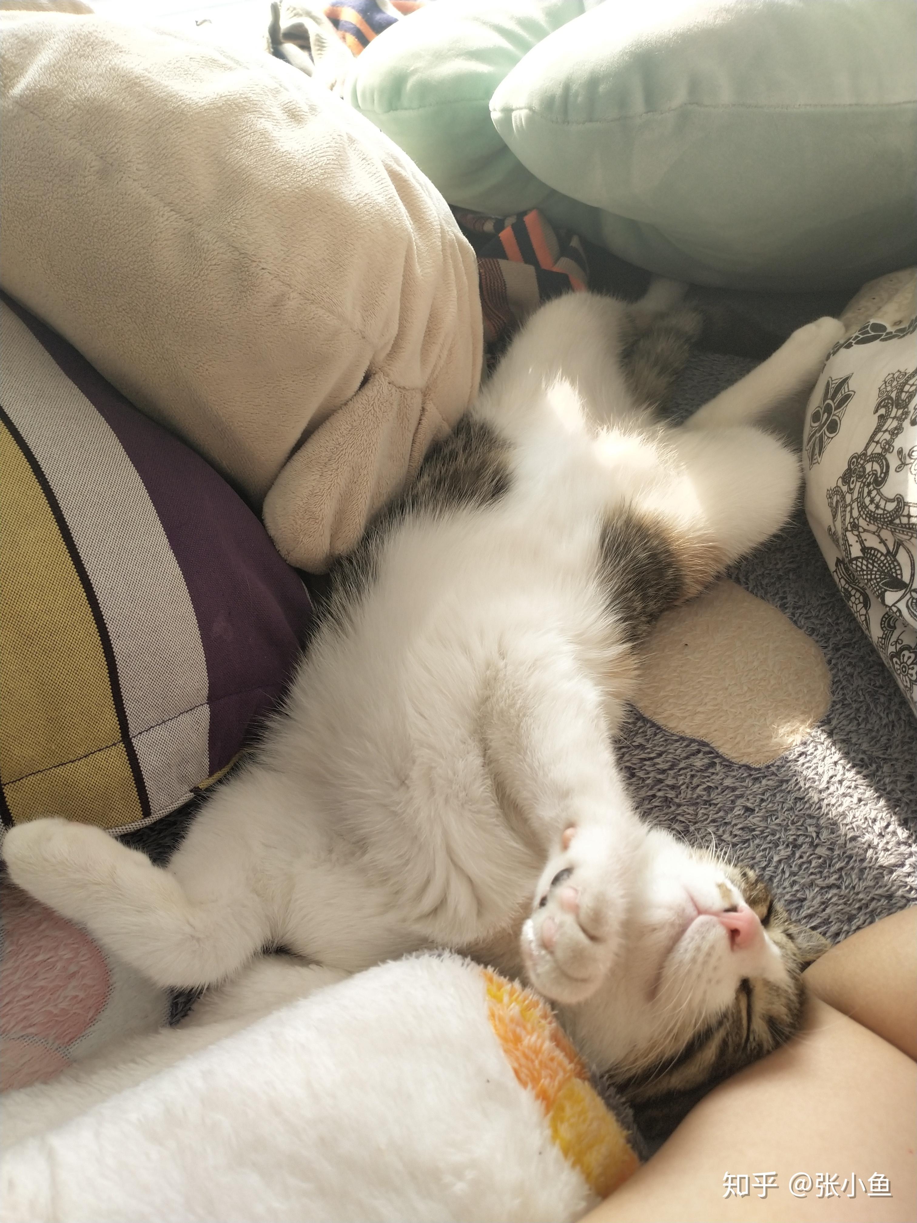 应该让猫和人一起睡在床上吗?