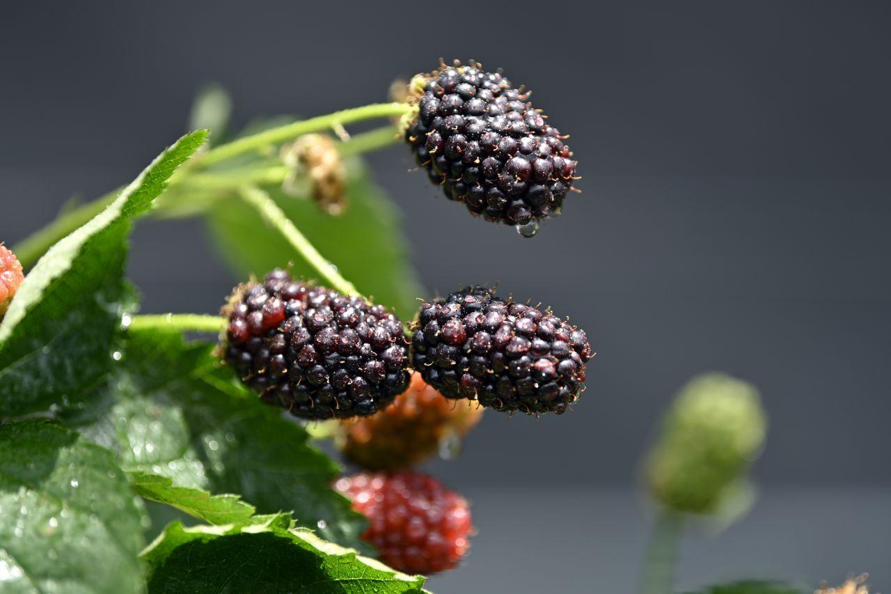 红莓是什么水果