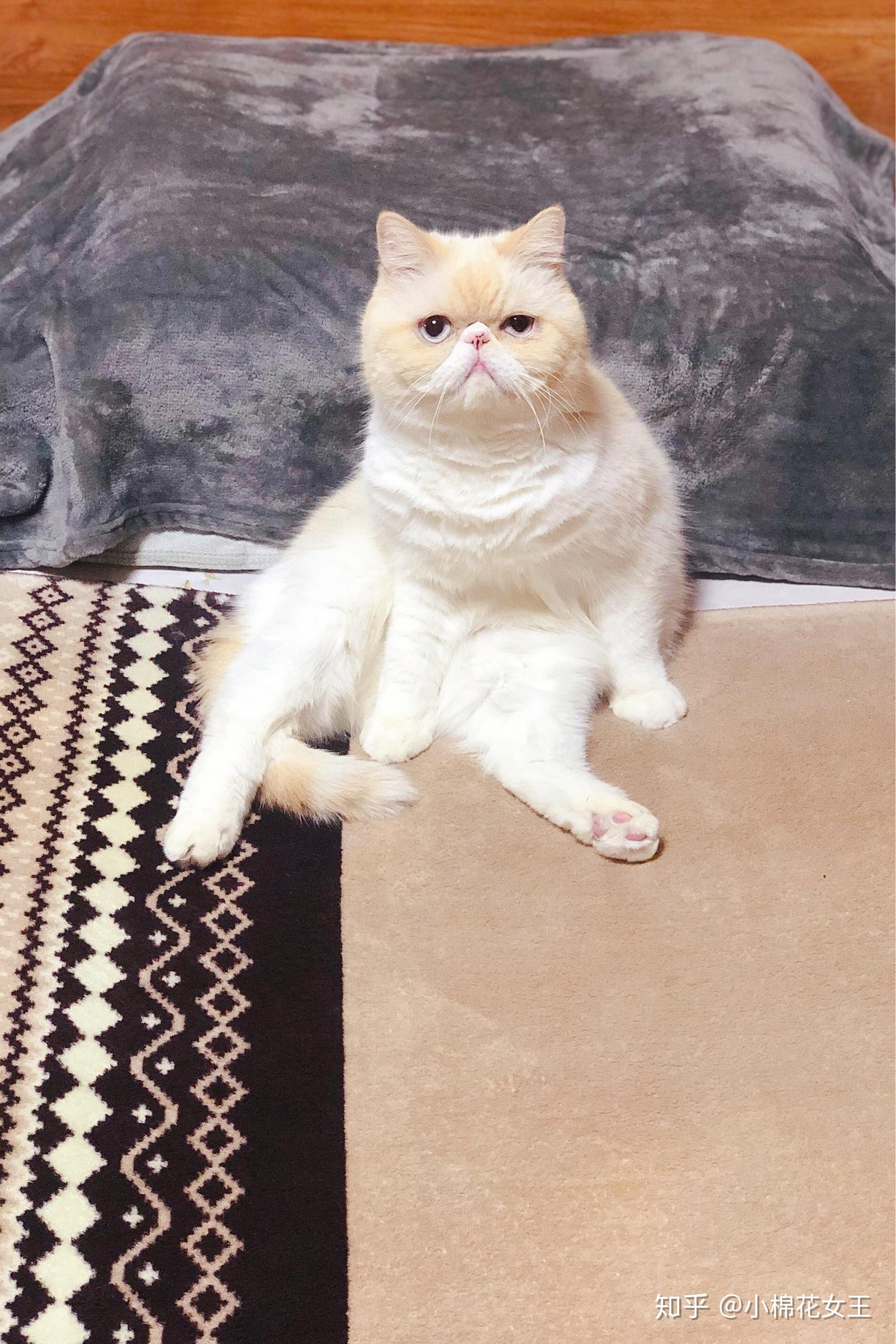 养异国短毛猫加菲猫是一种怎样的体验