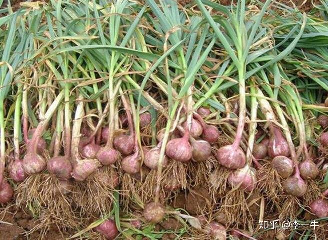 蒜苗是蒜长出来的吗?是的话为什么有根? - 知乎