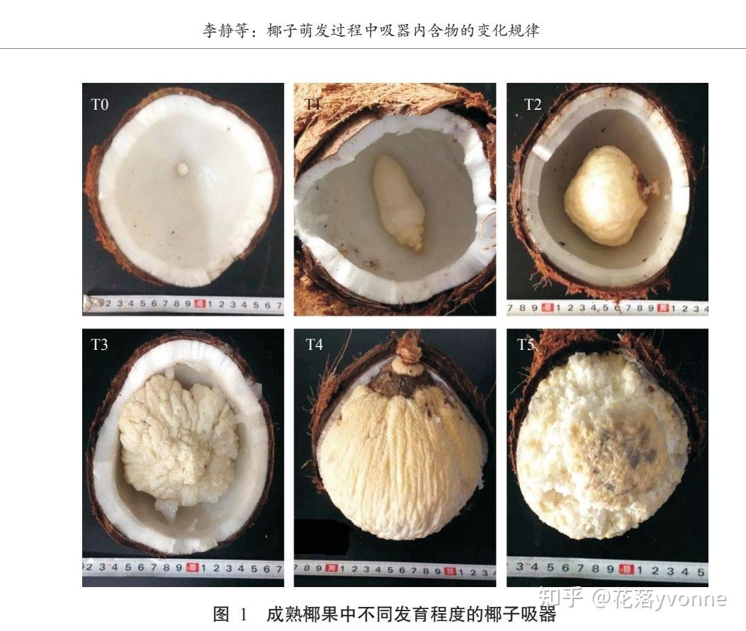 液体胚乳除了存在于椰子里,还什么植物里面有? - 知乎