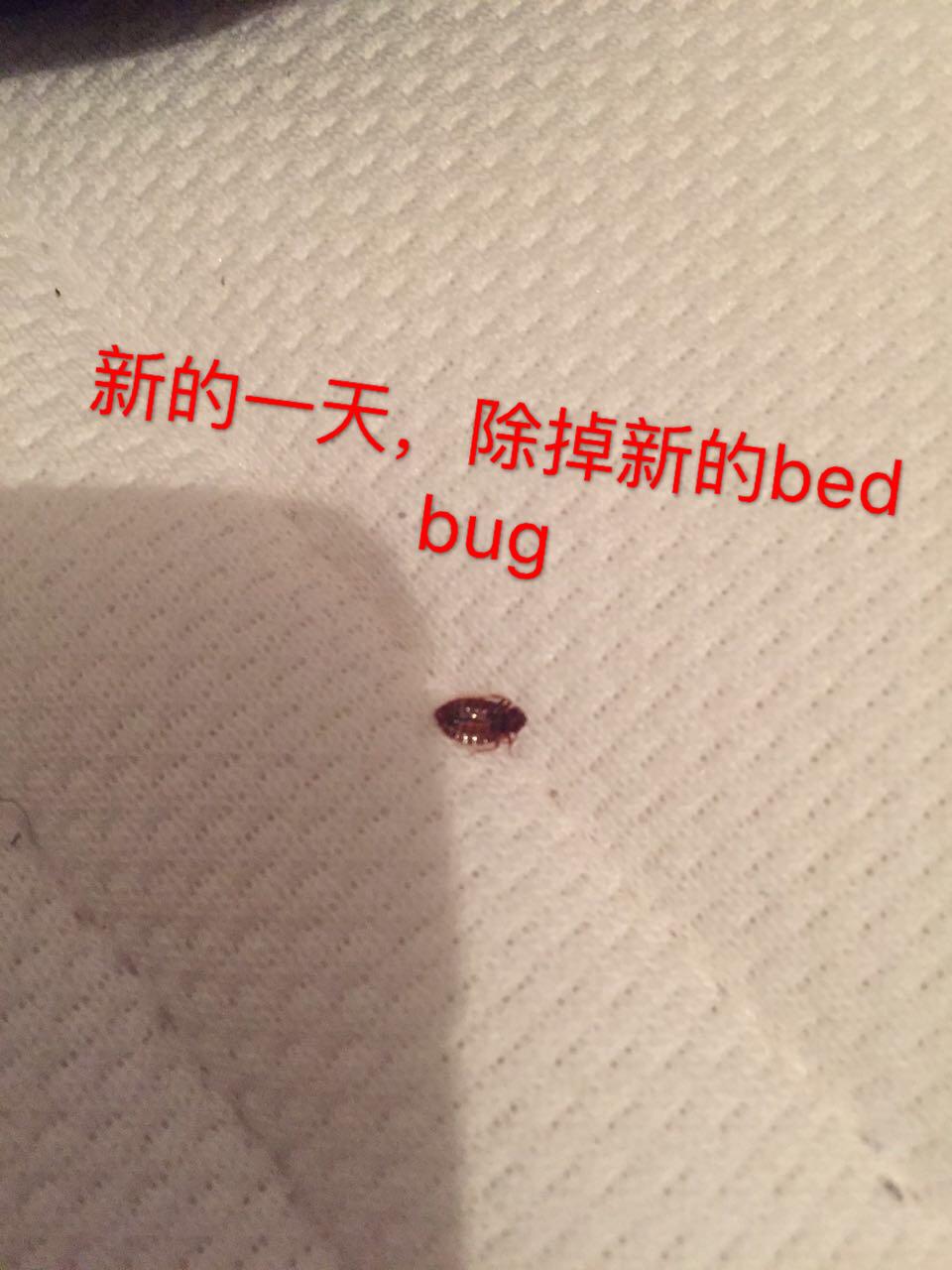 这是bedbug还是跳蚤