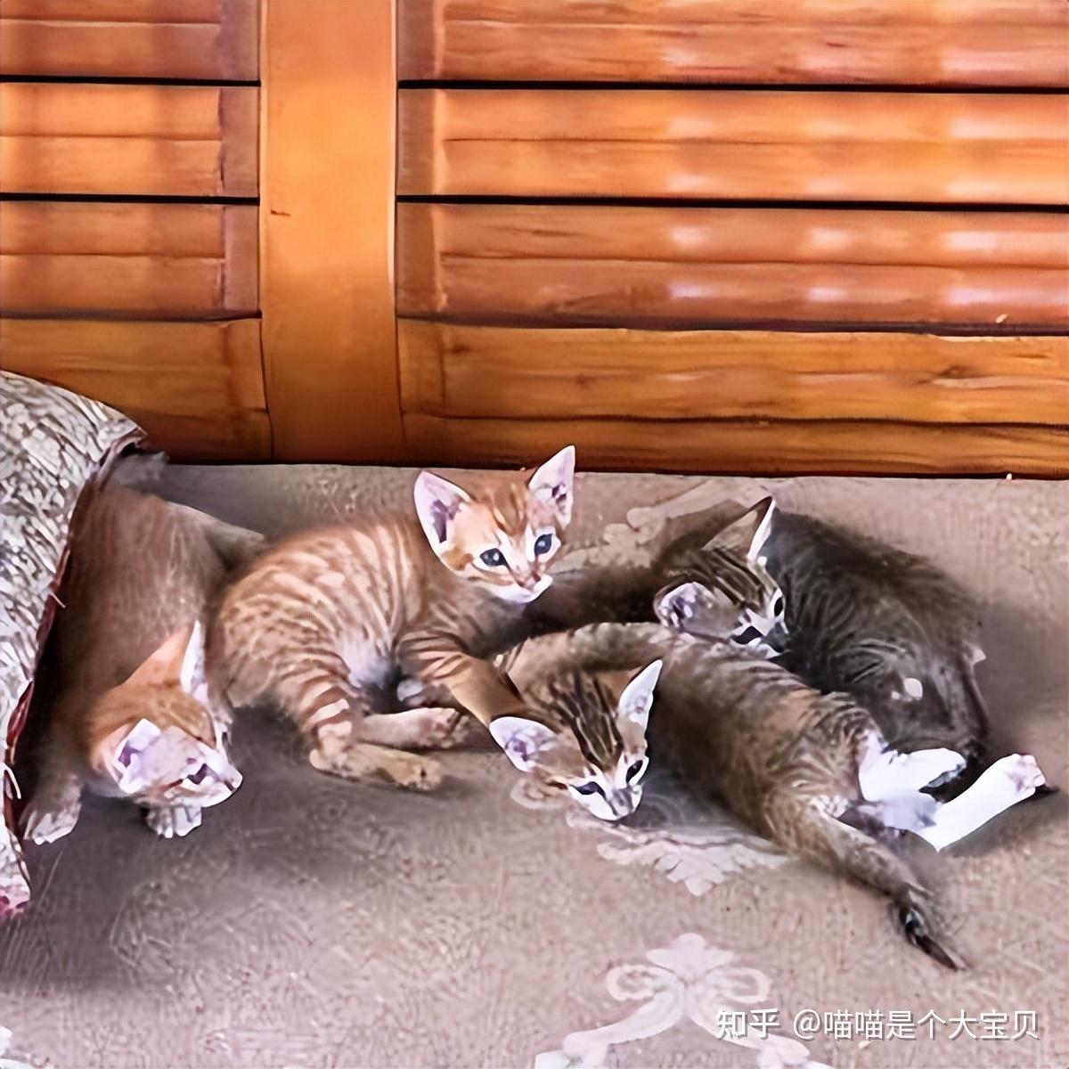 其实“土猫”和“宠物猫”的区别很大, 真不骗你! - 知乎