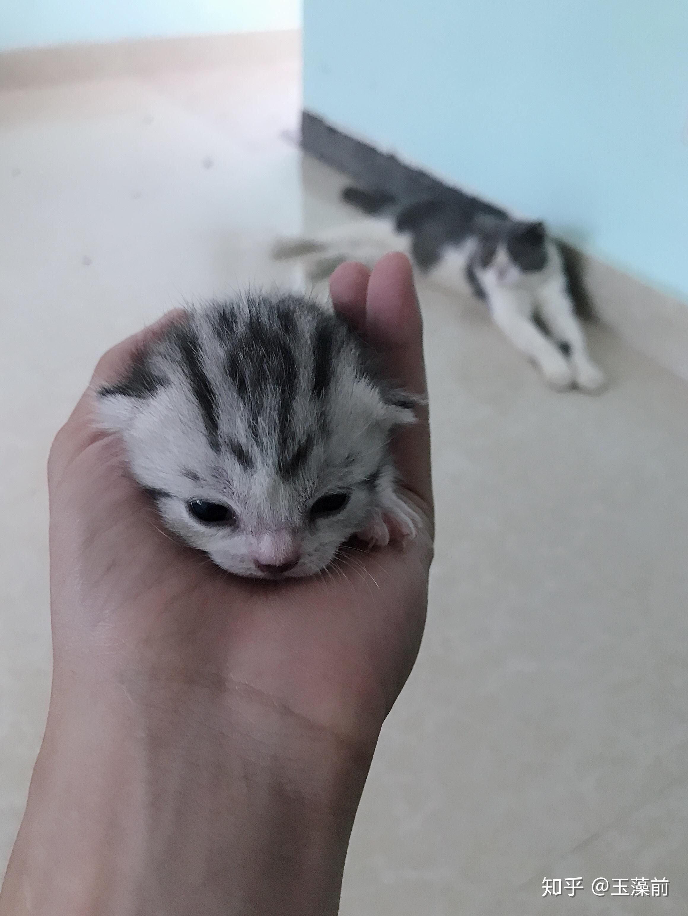 你家养的猫是什么品种的