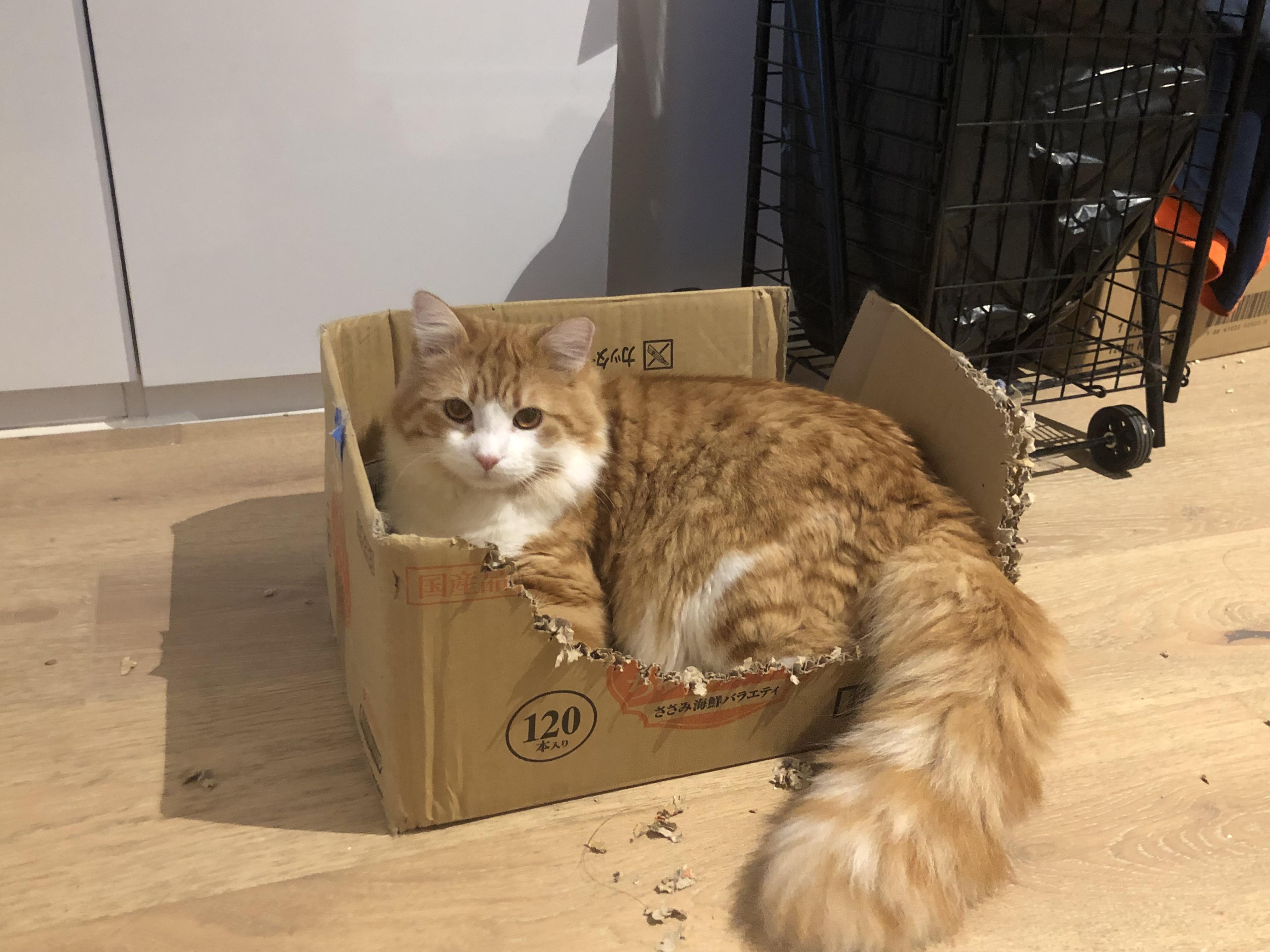 要出差12天,准备充足的食物和水猫猫自己在家可以吗?会不会有危险?