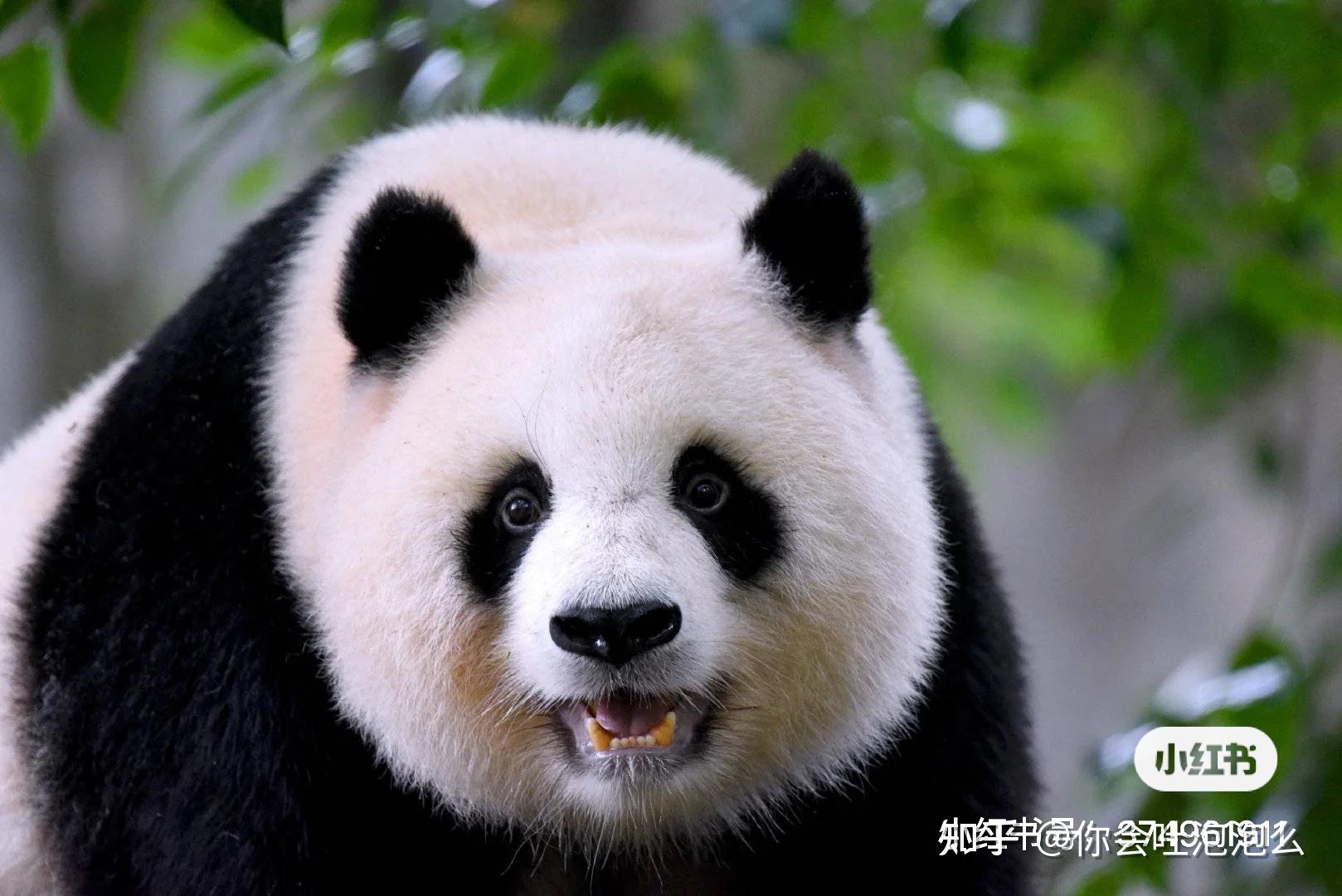 你觉得熊猫颜值最高的是谁