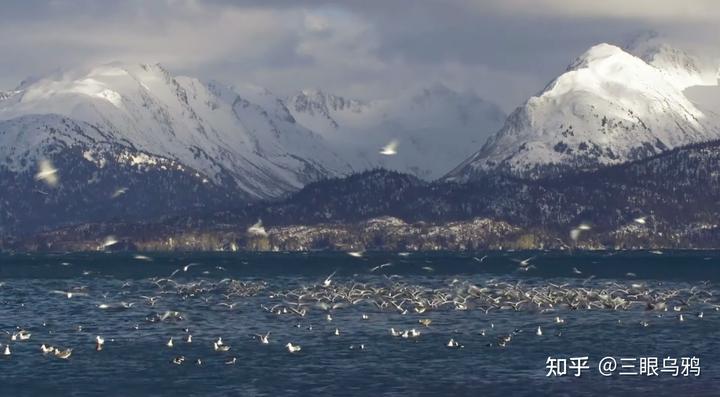 如果将 20 只狼和 500 只鹿放进同一孤岛，最后谁能活下来？