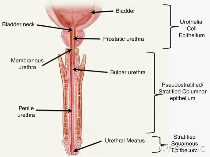男生射完后想立即尿尿，究竟要不要开闸？ 知乎
