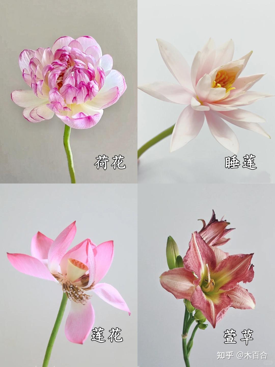 精选36种应季花材,帮你解决选花困难症! - 知乎