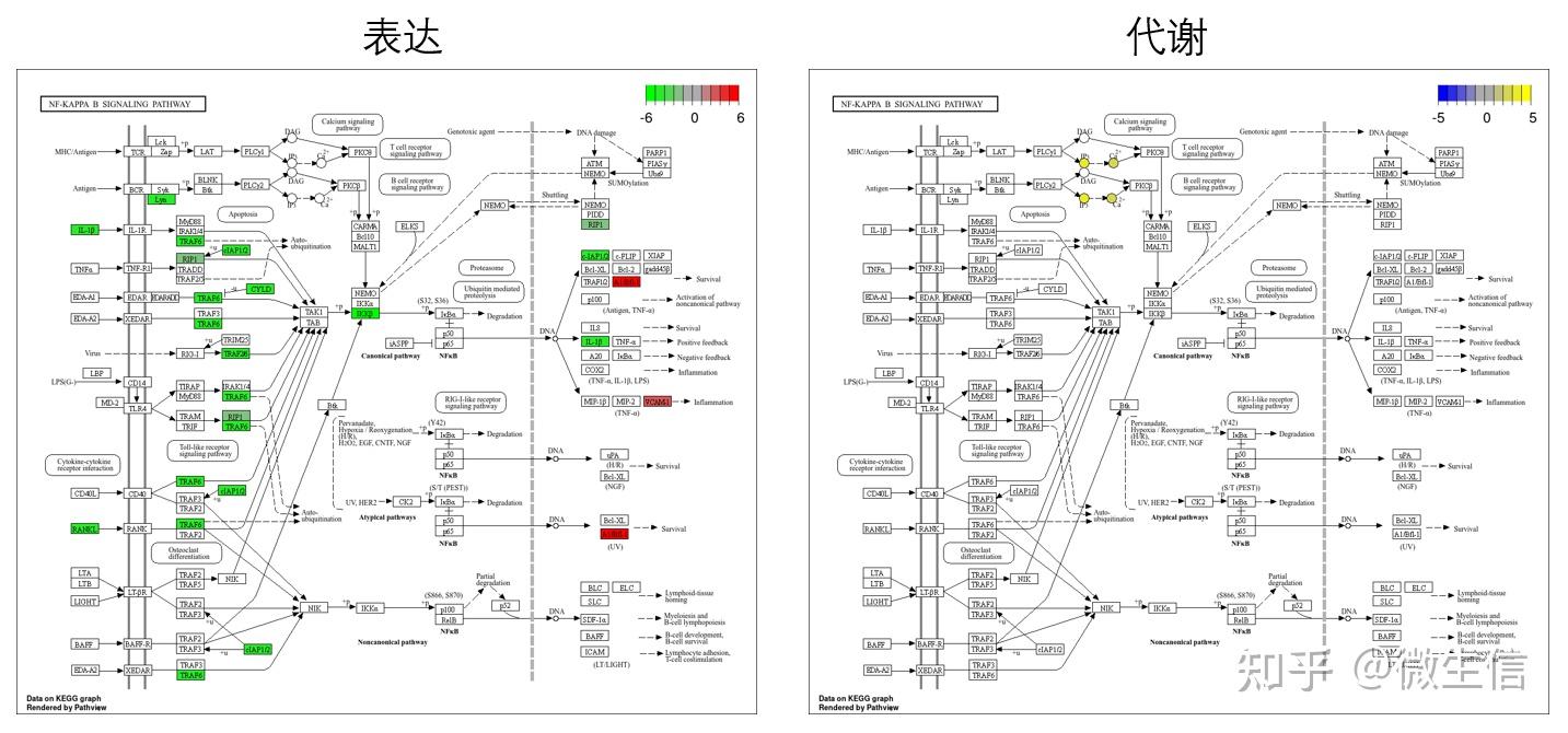 使用pathview在线渲染KEGG Pathway Map，给感兴趣的基因、化合物添加颜色 - 知乎