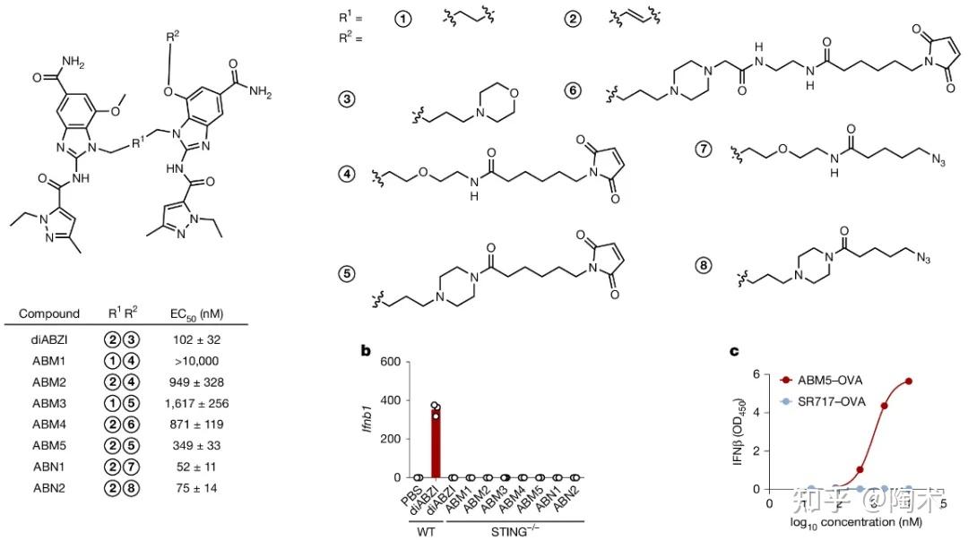 Nature :开发基于STING激动剂的ER靶向分子促进抗原交叉呈递技术 - 知乎
