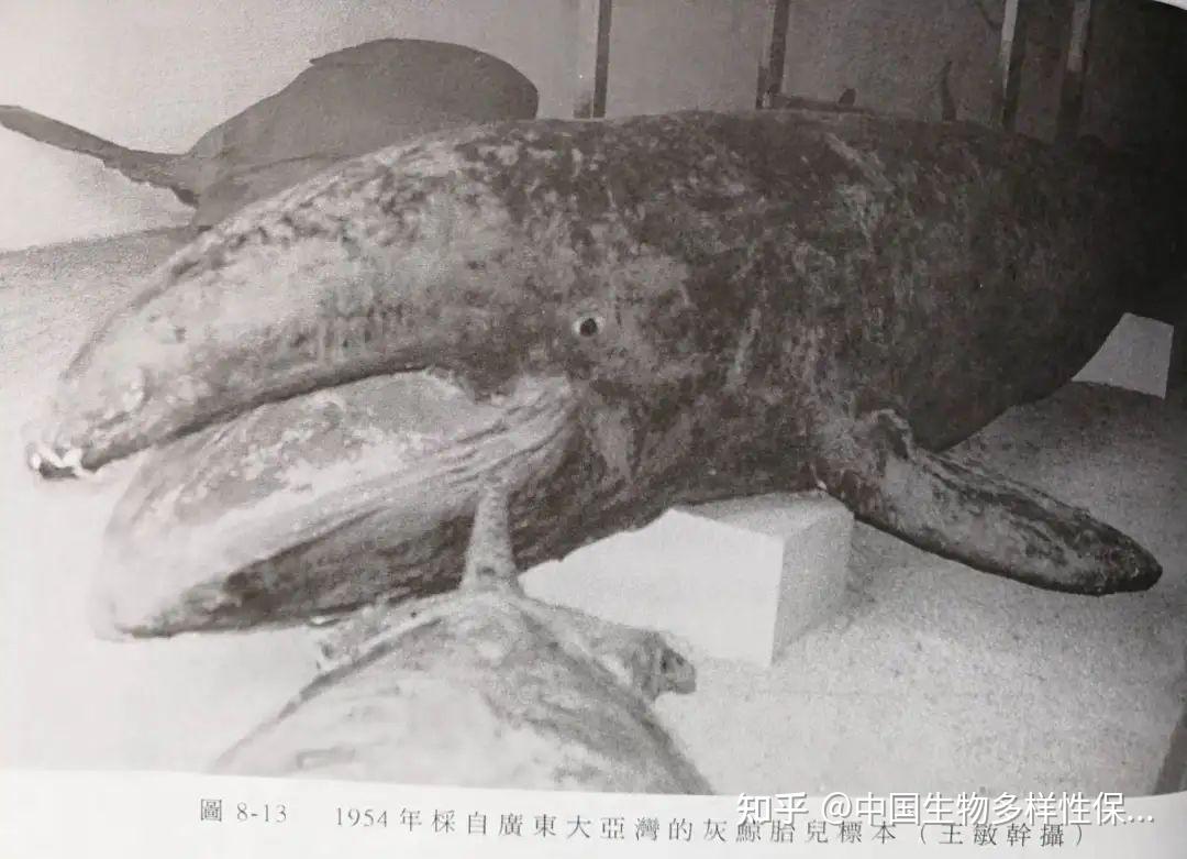 从古籍记载到现代变迁，鲸鱼在中国的奇幻旅程| 王敏幹教授访谈- 知乎