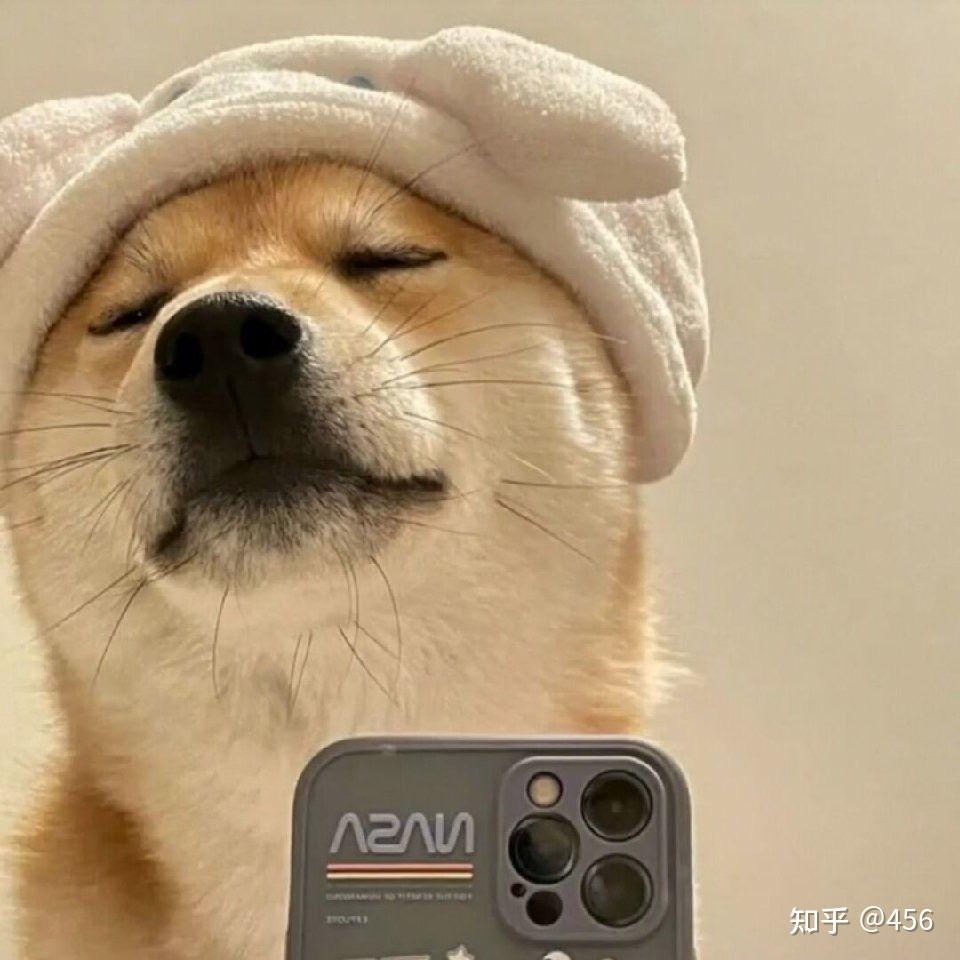 柴犬照片是情侣头像吗