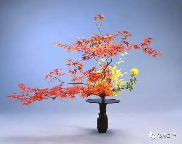 求科普日本的花道? - 知乎