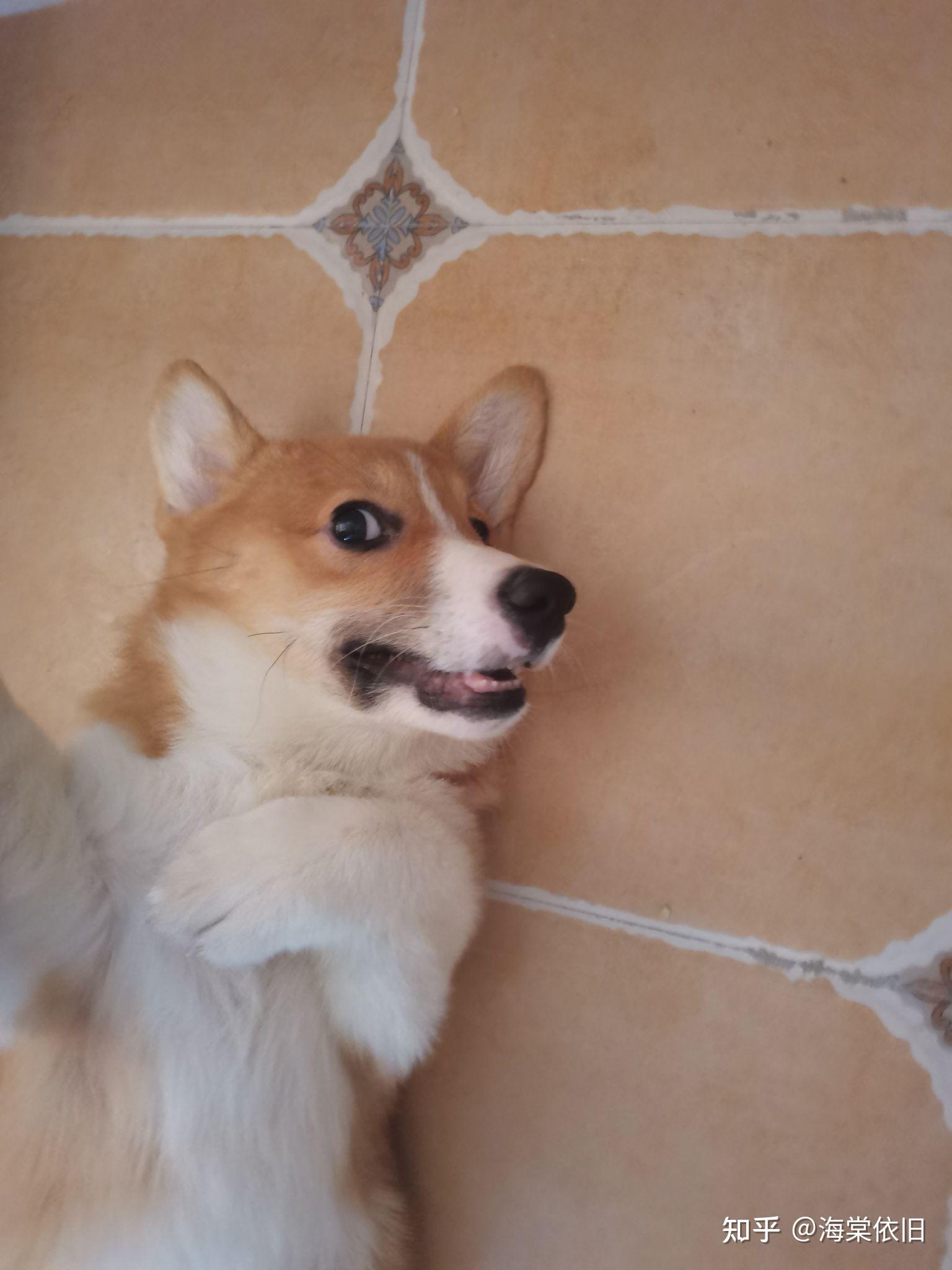 柯基脸上的黑毛还能褪吗