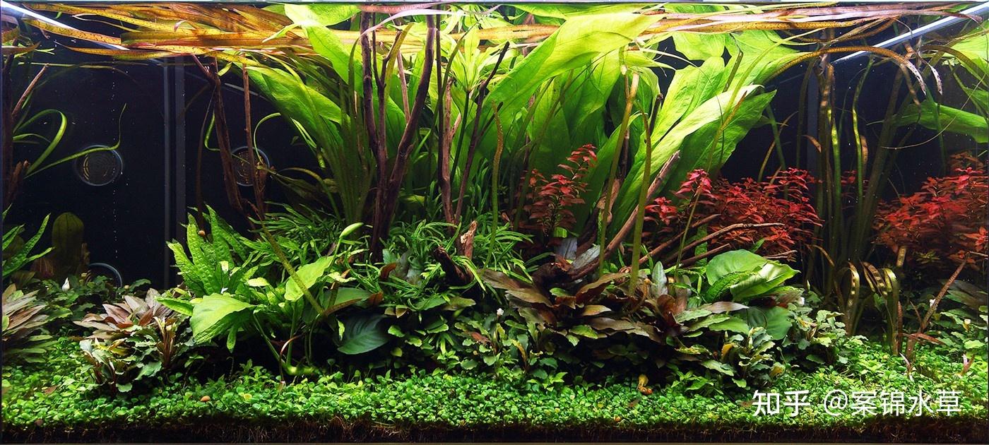 有没有不需要底砂和水草泥的水草养在鱼缸里? - 知乎
