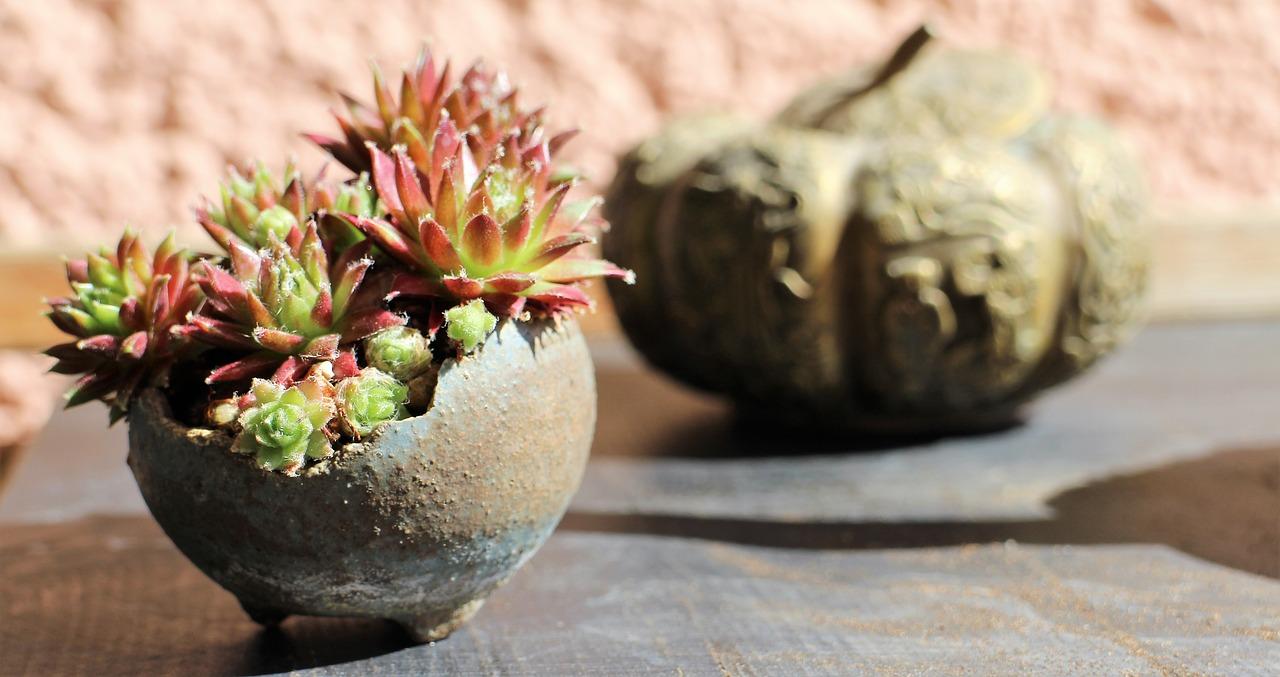 盆景一般多少钱