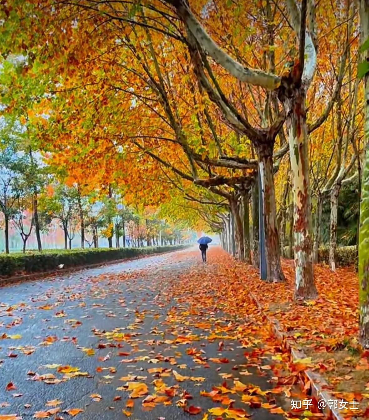 秋雨落叶之韵诗意中的沉思