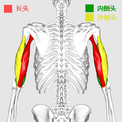 你好 肱三头肌了解一下 - 知乎