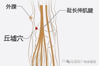 每日一穴——丘墟穴 - 知乎