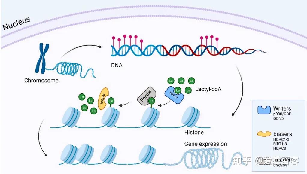 组蛋白乳酸化 | 调控蛋白Writers、Erasers和Readers - 知乎